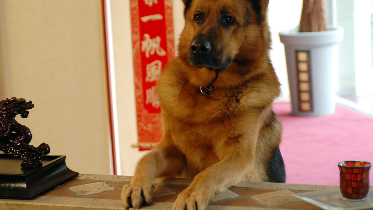 kommissar rex