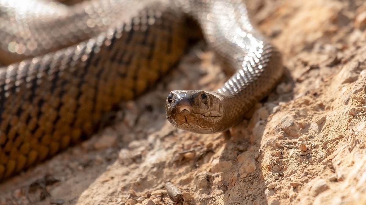 Pythons - Leise Killer pythons - leise killer