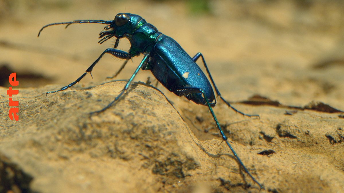 insekten - die heimlichen herrscher