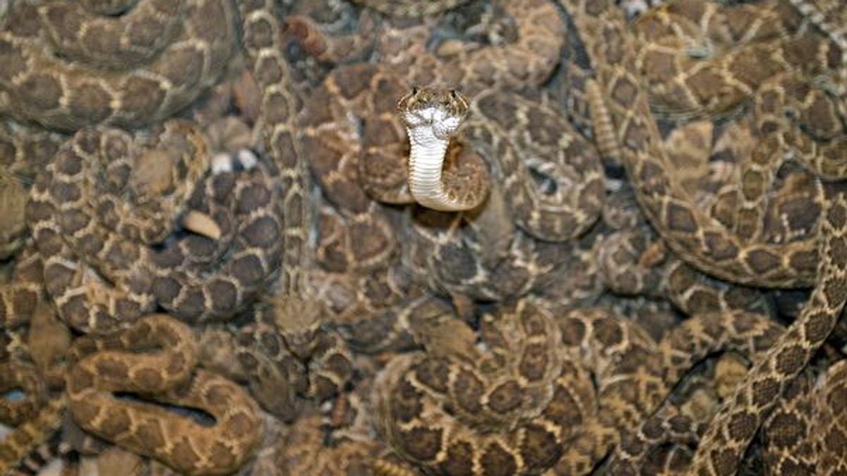 python-invasion
