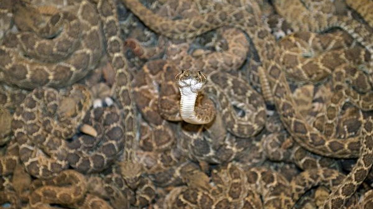 python-invasion