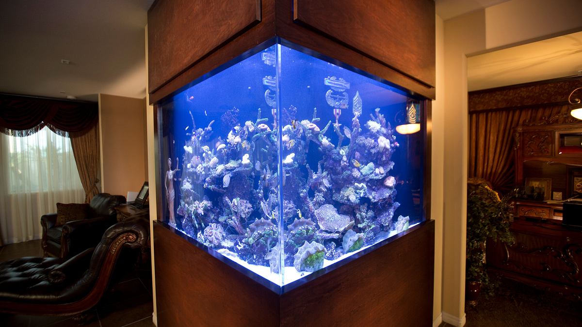 die aquarium-profis
