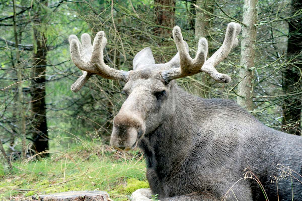 Tierische Eroberer tierische eroberer