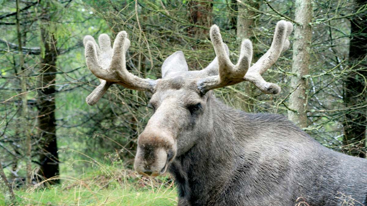 tierische eroberer