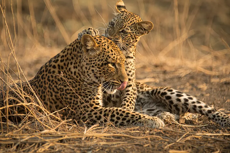 Die Leopardin die leopardin