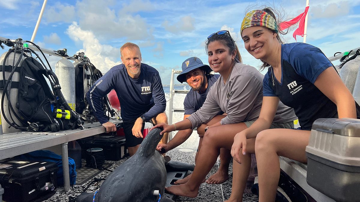hai vs. delfin: tatort bahamas