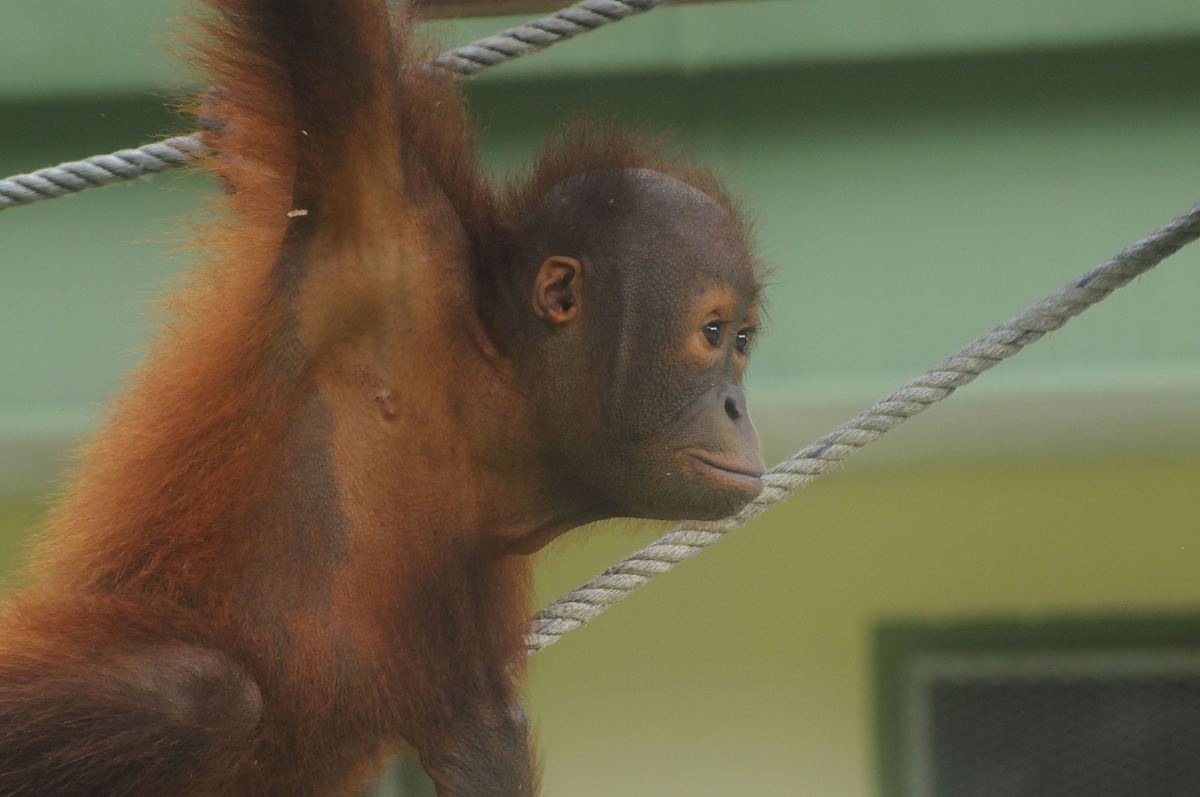 Ein Waisenhaus für Orang-Utans ein waisenhaus für orang-utans