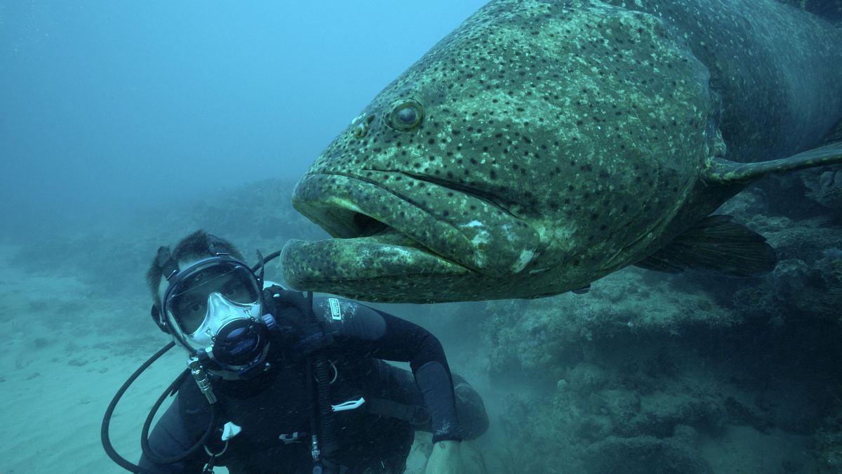 monsterfische am haken