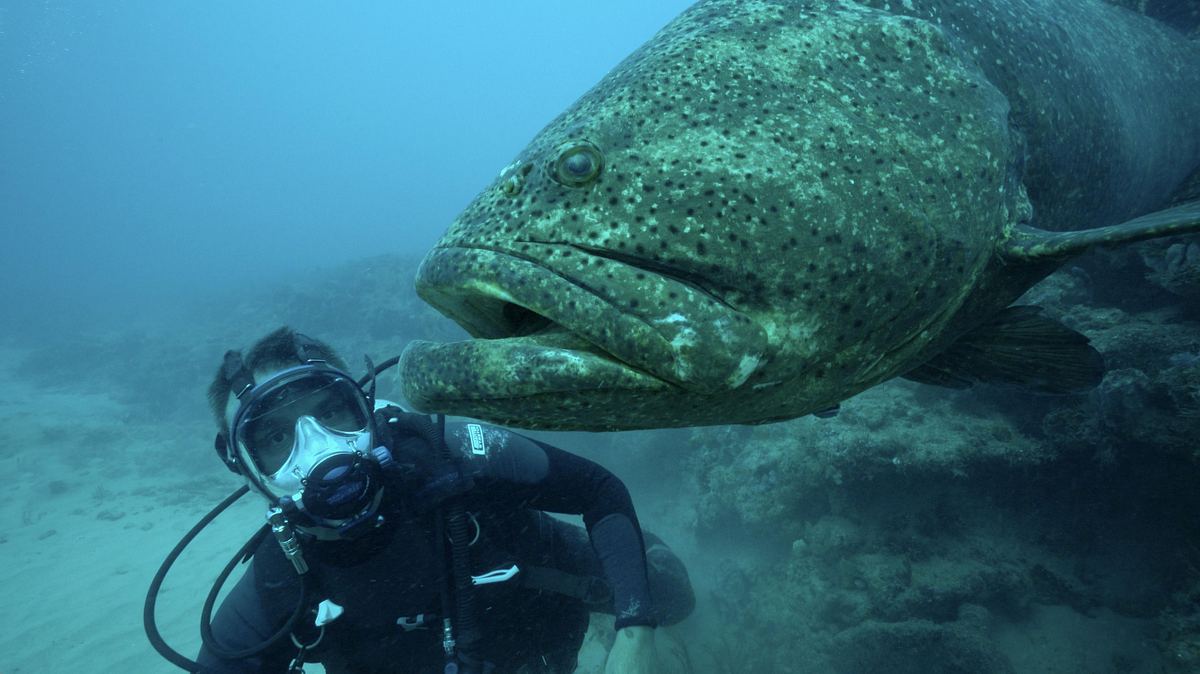monsterfische am haken