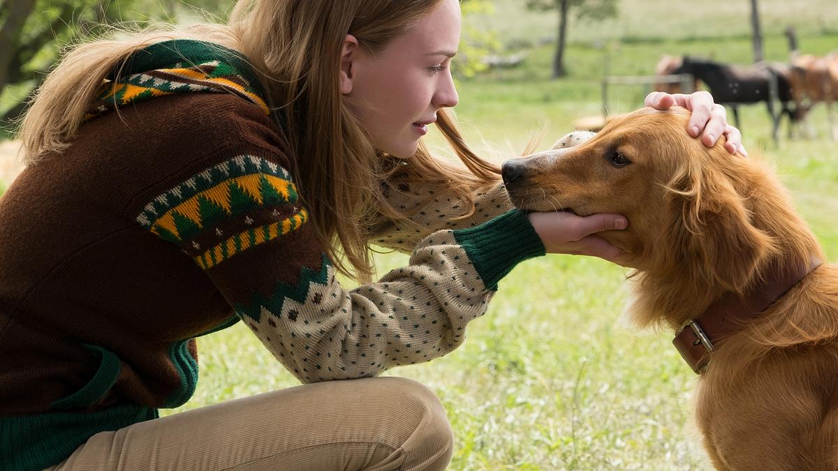 bailey - ein freund fürs leben