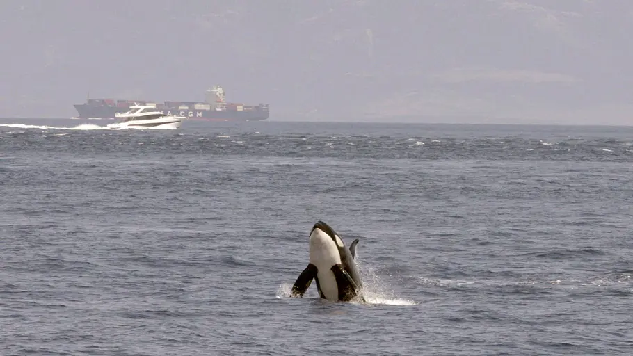 achtung orcas! gefahr vor gibraltar?