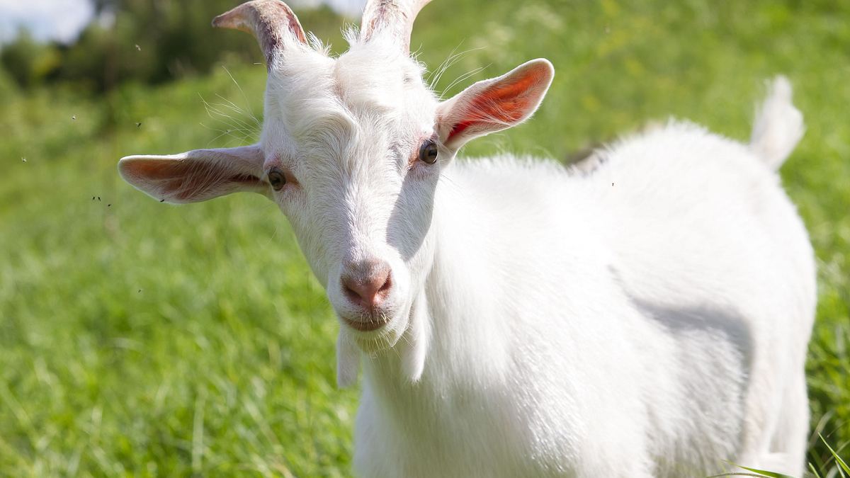 pet palace - hausträume für haustiere