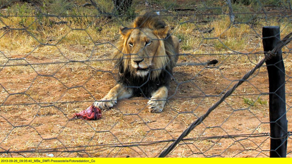 das waisenhaus für wilde tiere - abenteuer afrika