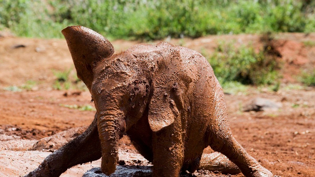 tierbabys ganz groß