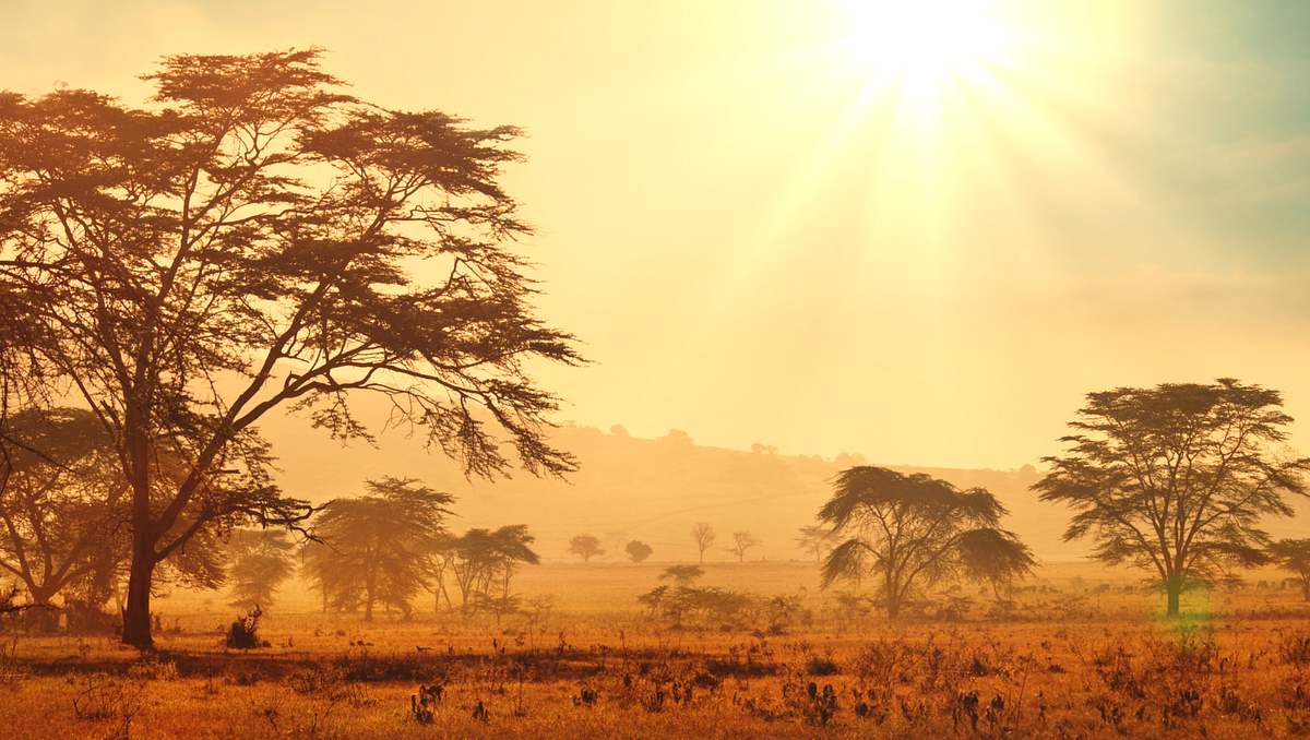 Afrikas tödlichste Jäger afrikas tödlichste jäger