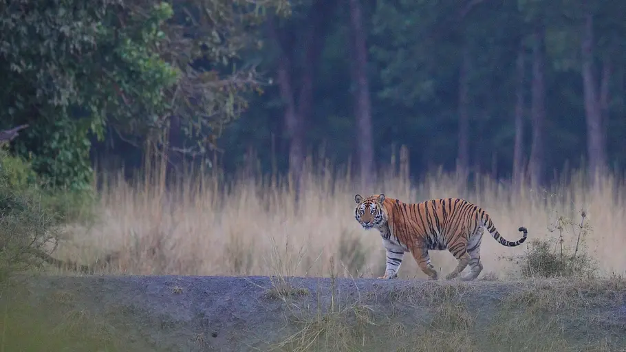 Indien - Im Königreich der Tigerin indien - im königreich der tigerin