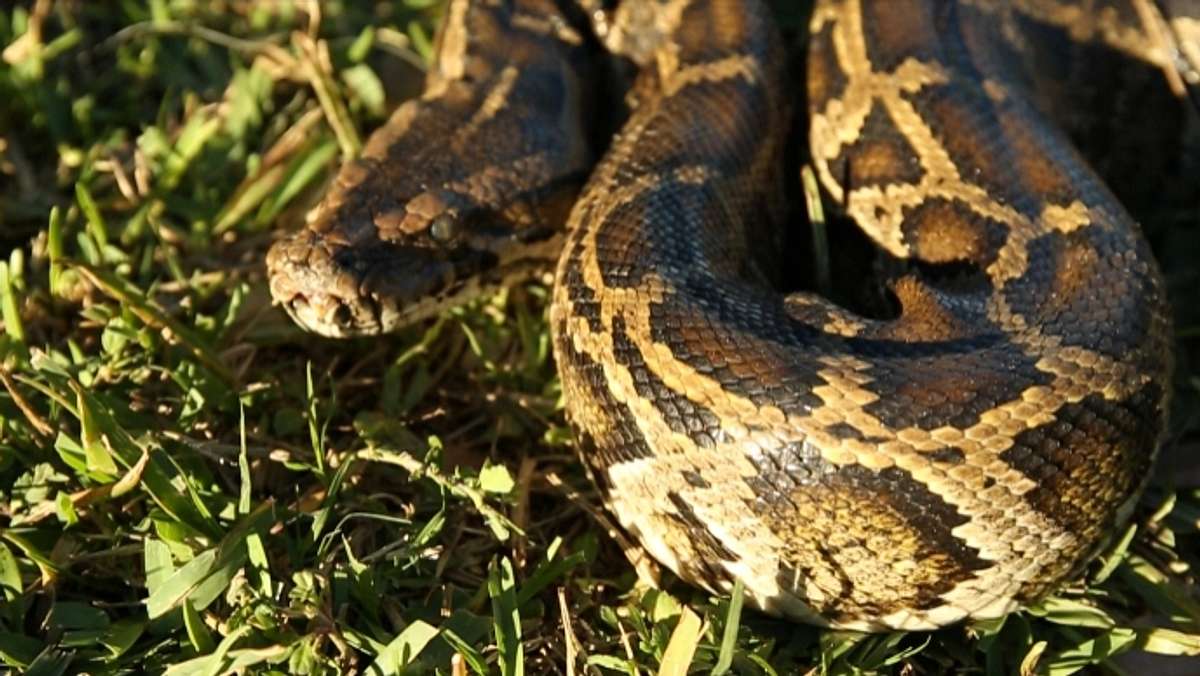 python-invasion
