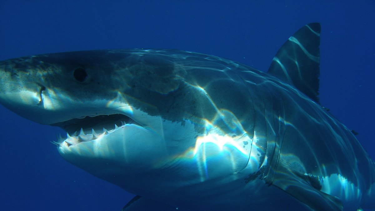 sharks gone wild: neue unglaubliche hai-clips