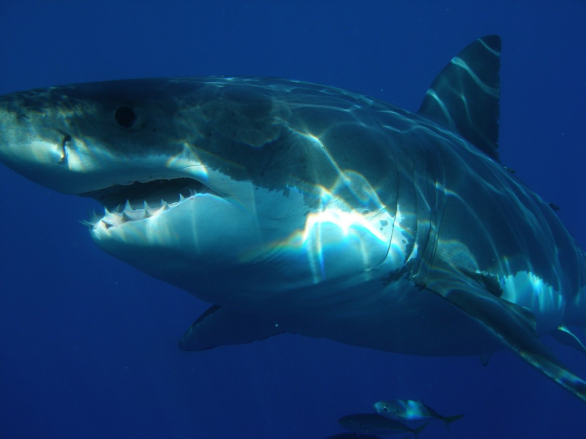 sharks gone wild: neue unglaubliche hai-clips