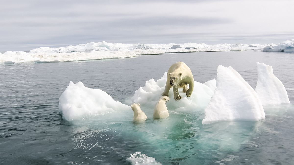 die reise der eisbären