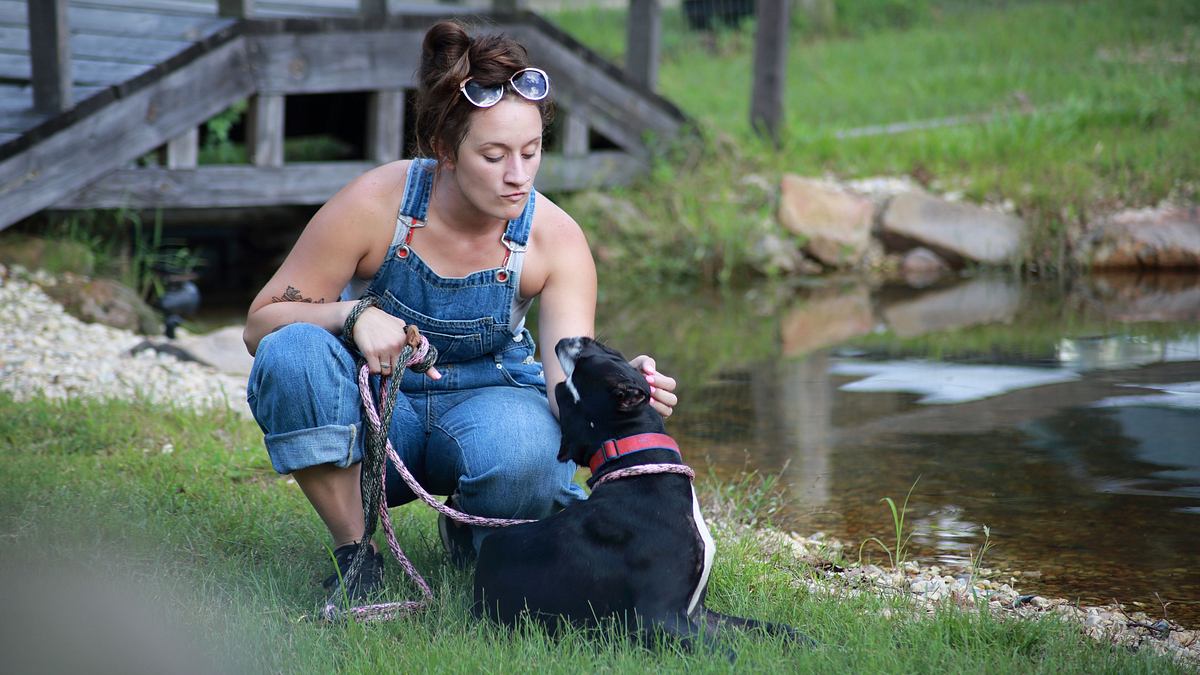 pitbulls auf bewährung