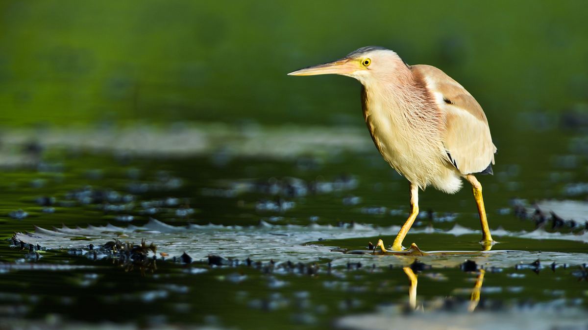 thailands faszinierende wildnis