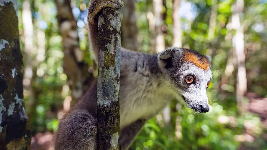 Madagaskar - Der achte Kontinent madagaskar - der achte kontinent