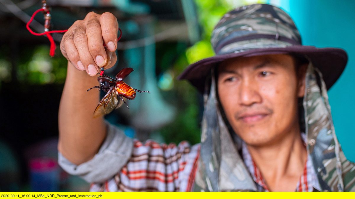in thailands norden - kampfkäfer, riesenschaukeln und bergvölker