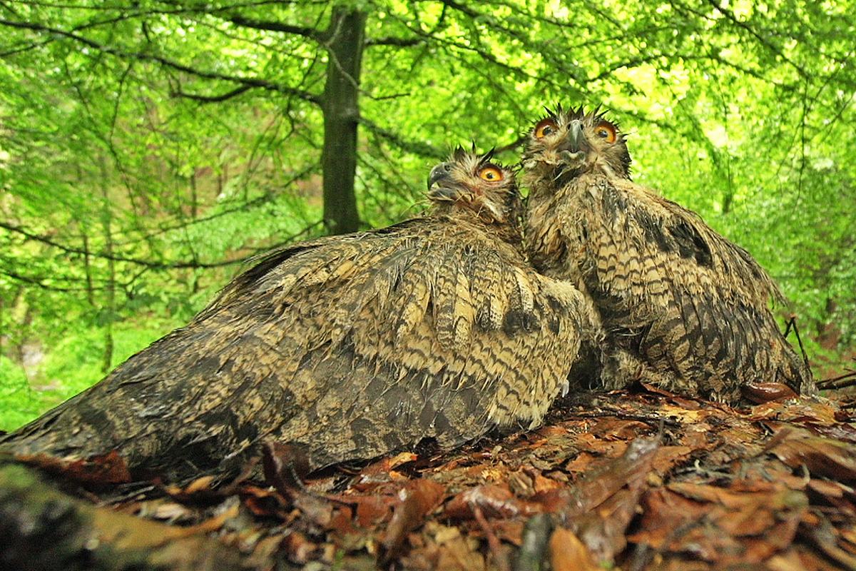 Der Sturm - Tiere bei Blitz und Donner der sturm - tiere bei blitz und donner