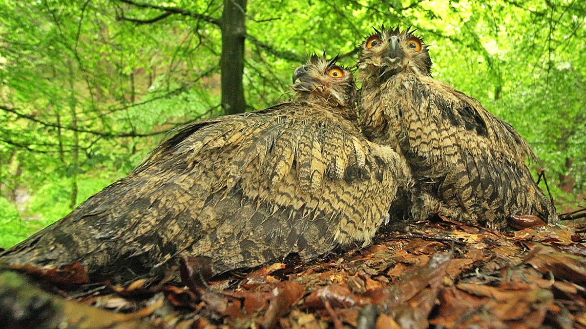 der sturm - tiere bei blitz und donner