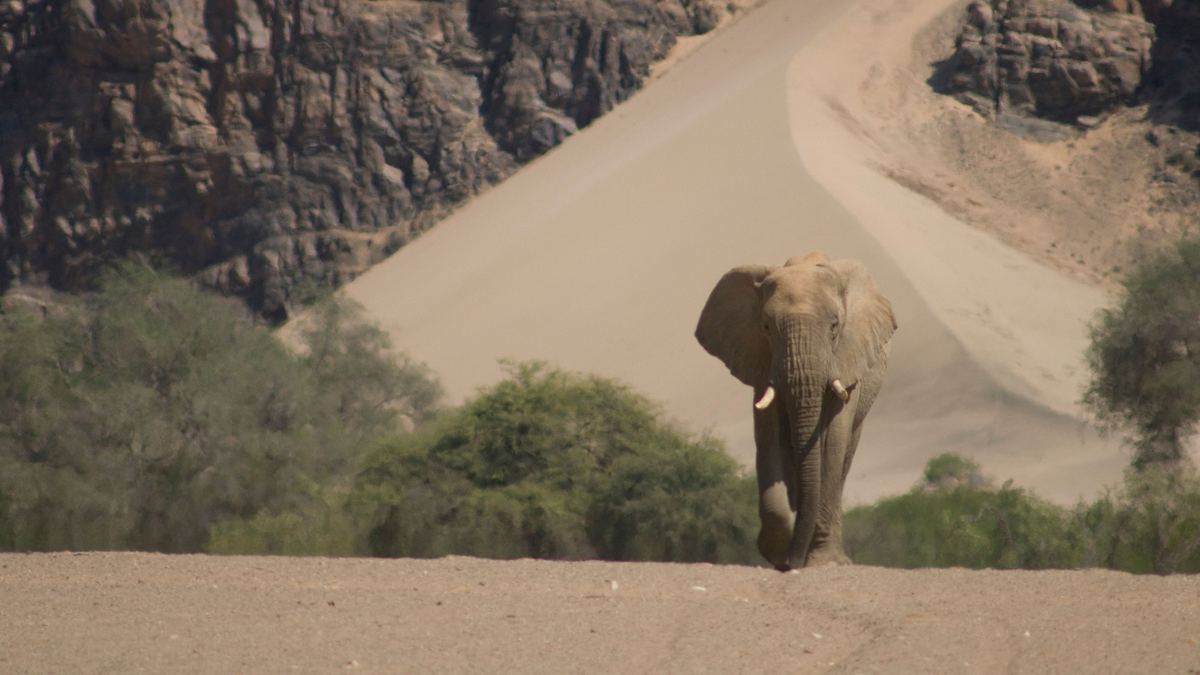 namibia - flüsse aus sand