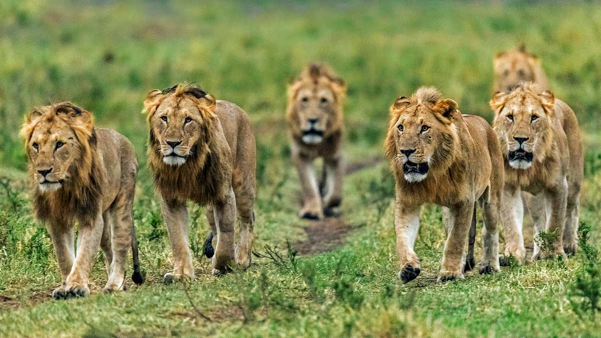 big cat tales - afrikas raubkatzen