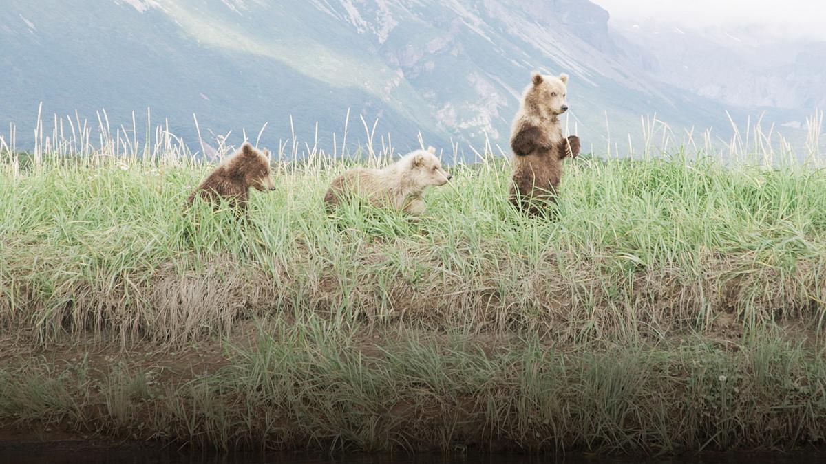 tracker diaries - die bären von alaska