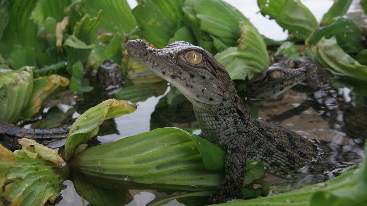 afrikas verlorenes paradies
