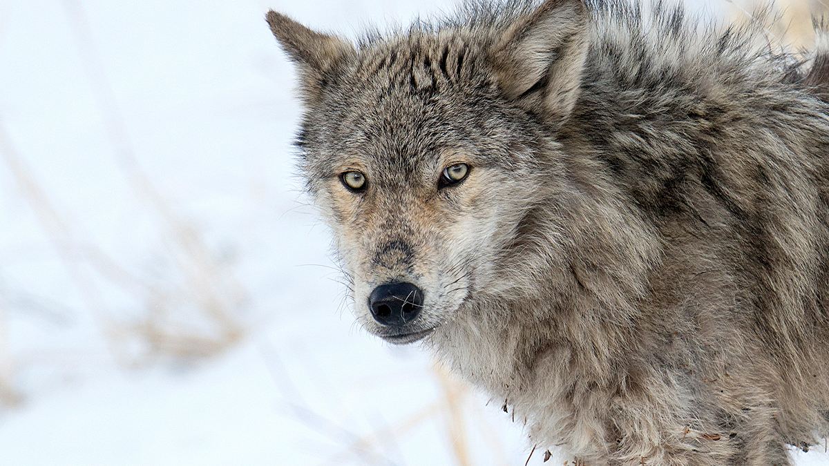 yellowstone - das geheimnis der wölfe