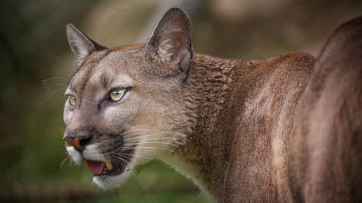 Wenn Tiere angreifen wenn tiere angreifen