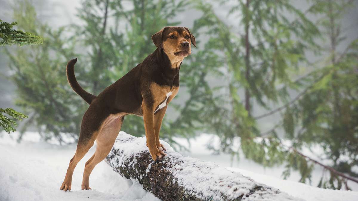 die unglaublichen abenteuer von bella