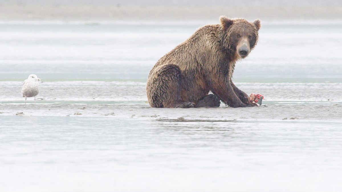 tracker diaries - die bären von alaska