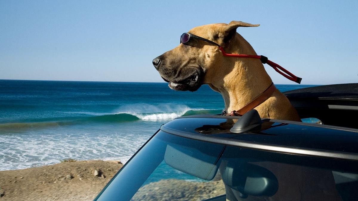 marmaduke