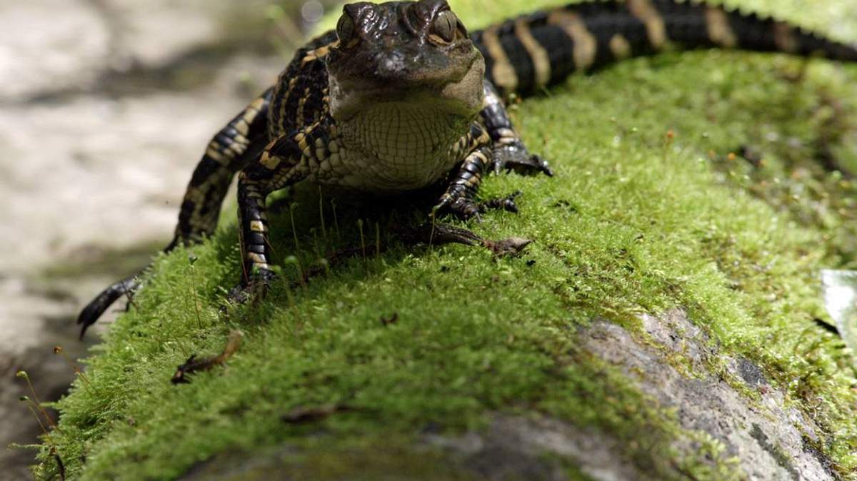 krokodil vs. alligator
