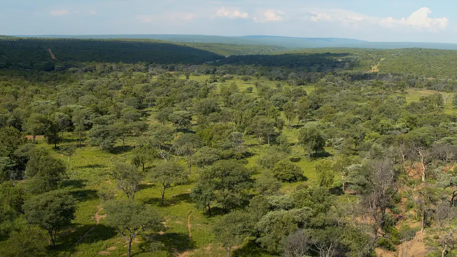 Afrikas tödlichste Jäger afrikas tödlichste jäger