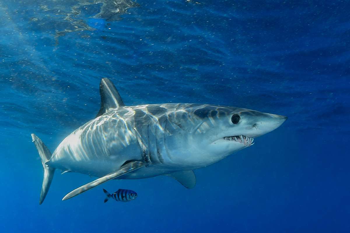 sharksploitation