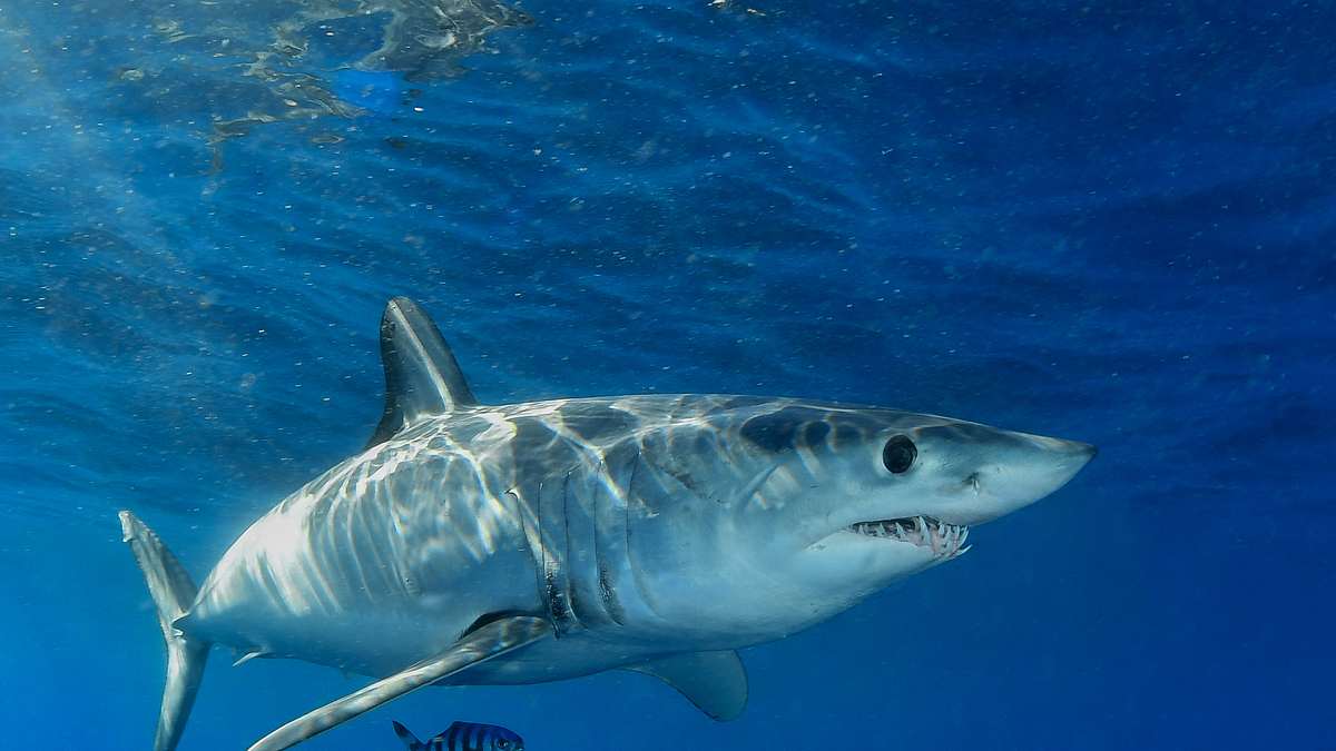 sharksploitation