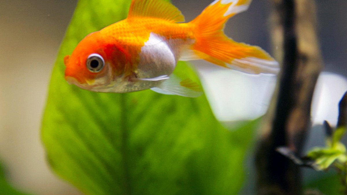 fische, schlauer als gedacht?