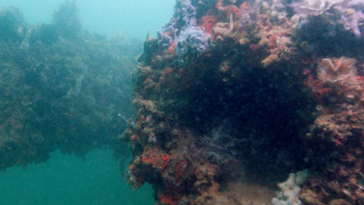 pearl harbor: tauchgang zur uss arizona