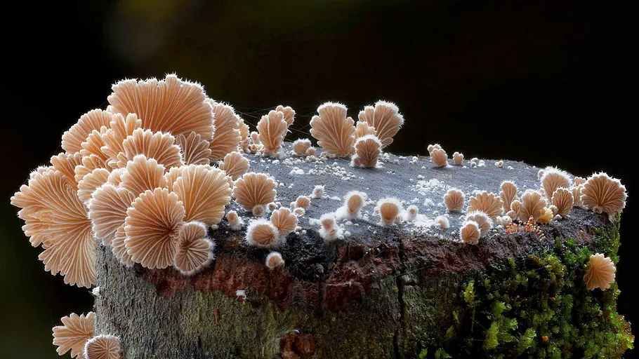 Im Königreich der Pilze im königreich der pilze