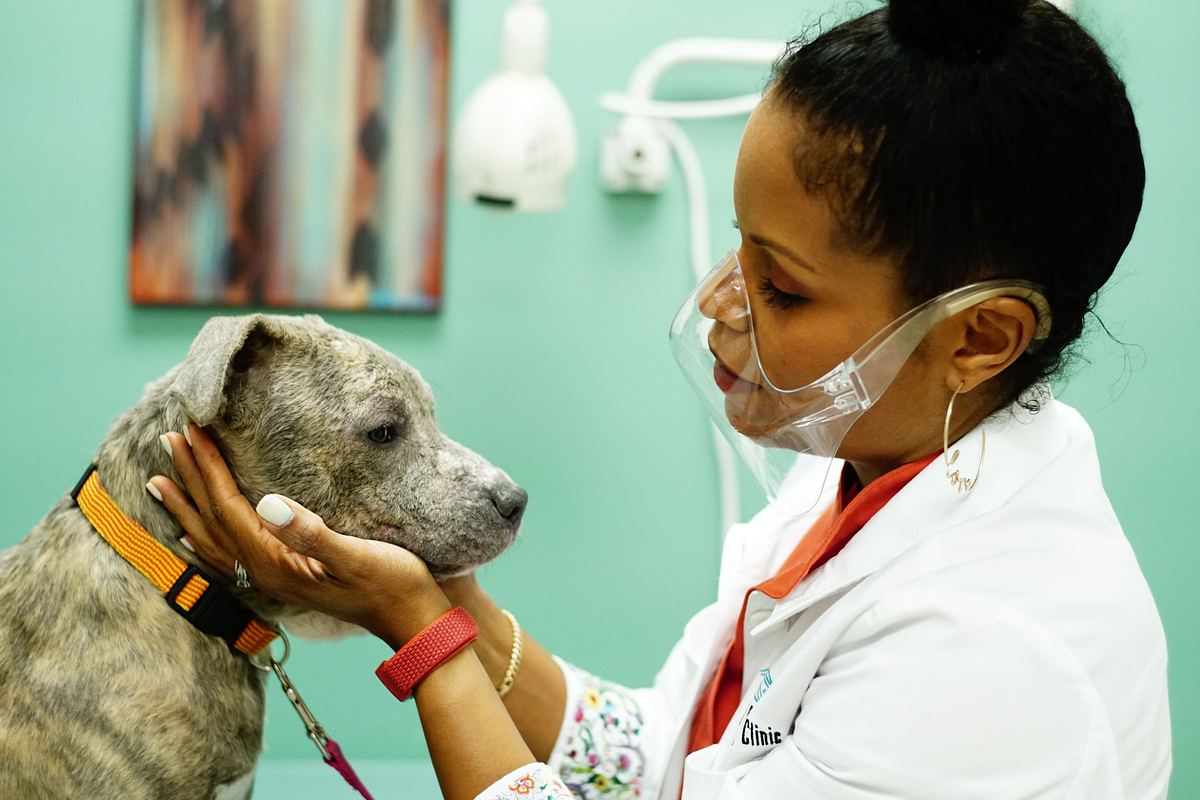 Dr. Joya - Hautärztin der Tiere dr. joya - hautärztin der tiere