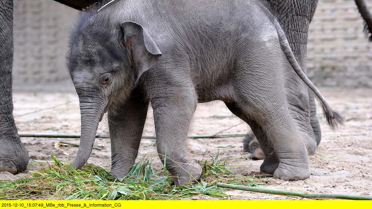 zoo-babies