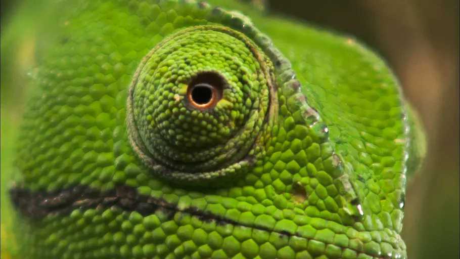 Die seltsamen Seiten der Natur die seltsamen seiten der natur