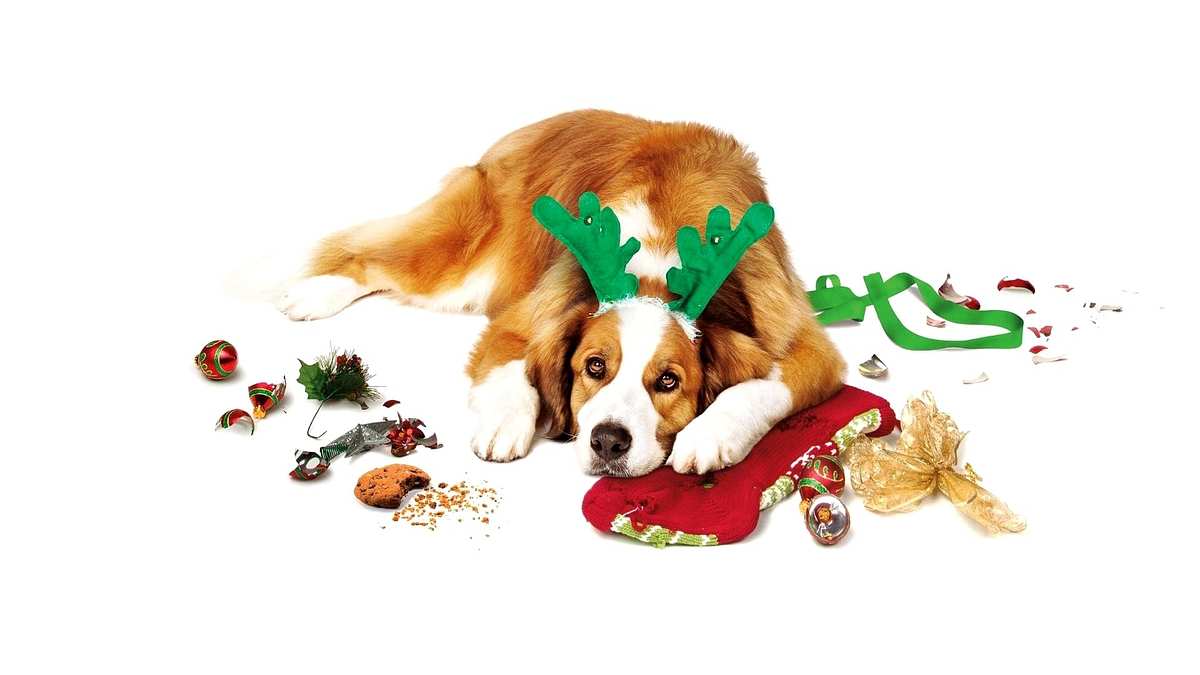 Alle Jahre wieder - Weihnachten mit den Coopers